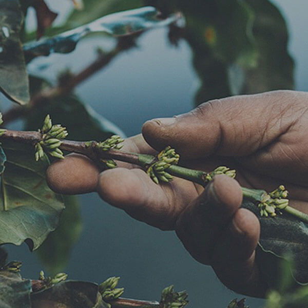 DU GRAIN À LA TASSE