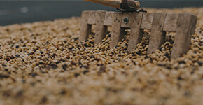 DU GRAIN À LA TASSE