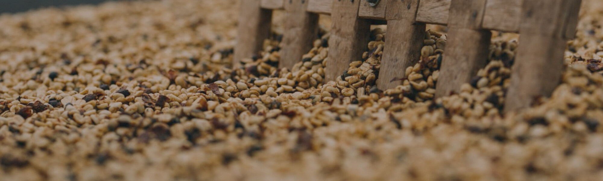 DU GRAIN À LA TASSE