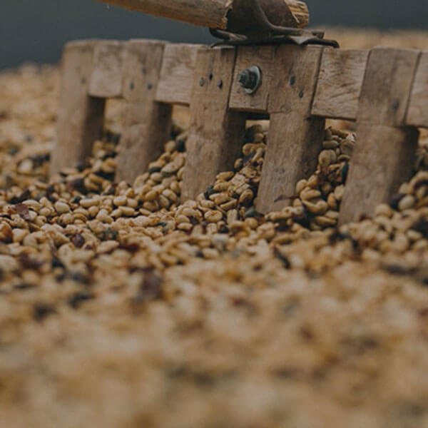 DU GRAIN À LA TASSE